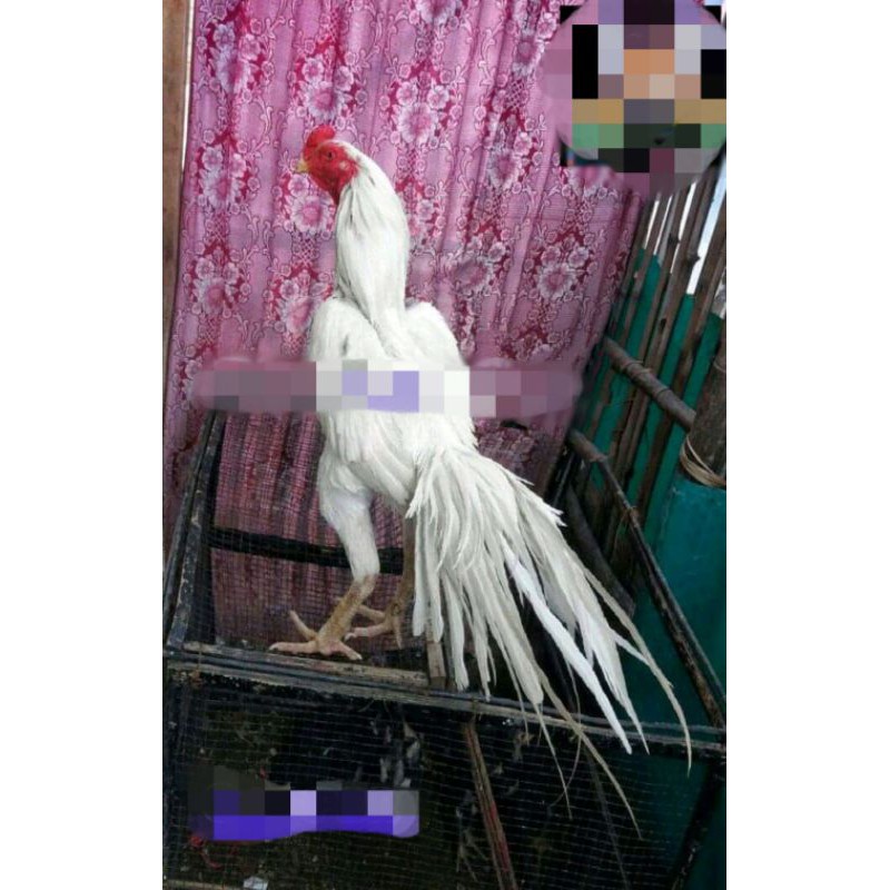 Telur Ayam Ekor Lidi
