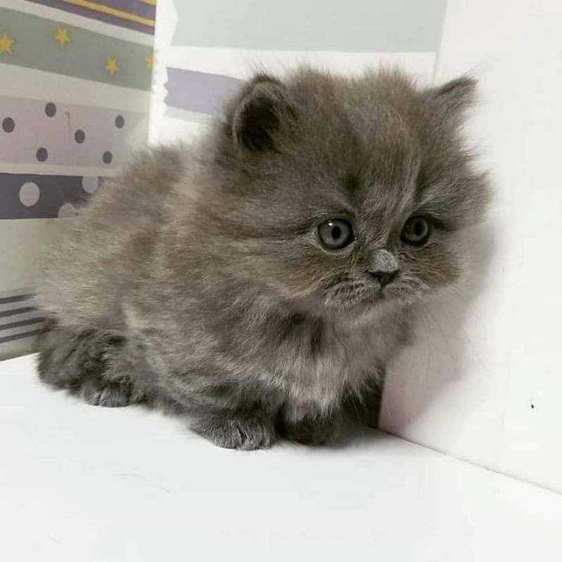 Harga Kucing Anggora Kecil Abu Abu – Satu Trik