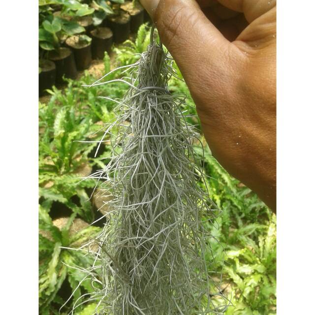 Tanaman hias rumbay.tillandsia jenggot musa acir ekor kuda T 25cm