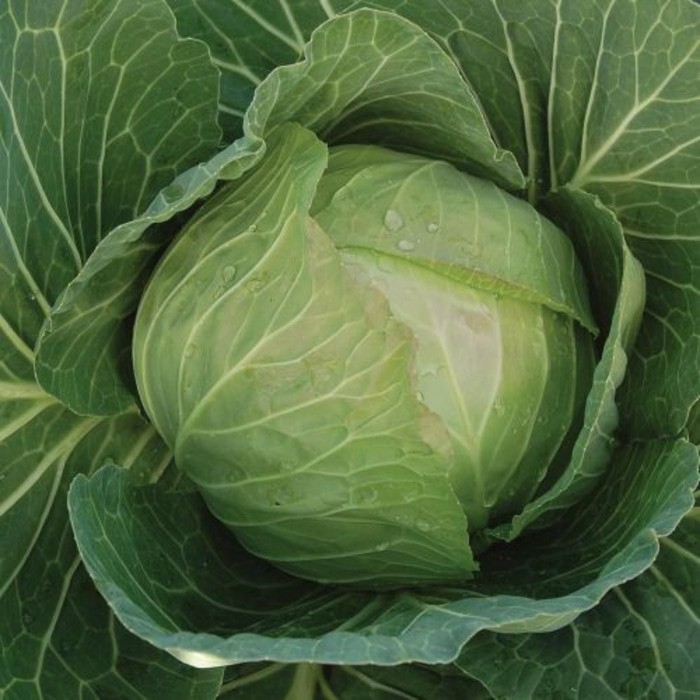 50 Benih kol Kubis Green Autumn F1 bibit tanaman sayur Sayuran