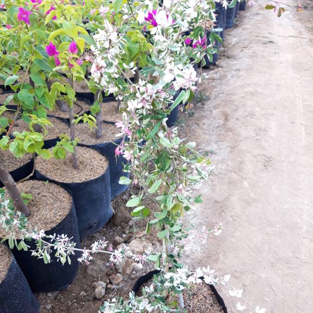 Jual Asem Londo Varigata Indonesia|Shopee Indonesia