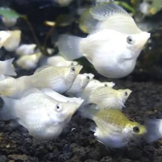 Menurut bellies (2010), klasifikasi ikan silver dollar adalah sebagai berikut: Ikan hias silver molly Atau Molly putih size m | Shopee ...