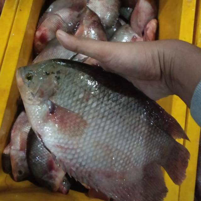 GURAME SEGAR 1KG Shopee Indonesia