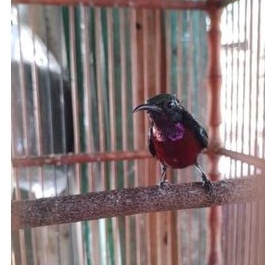Jual Burung Konin (Kolibri Ninja) Indonesia|Shopee Indonesia 265_X_265_jpg