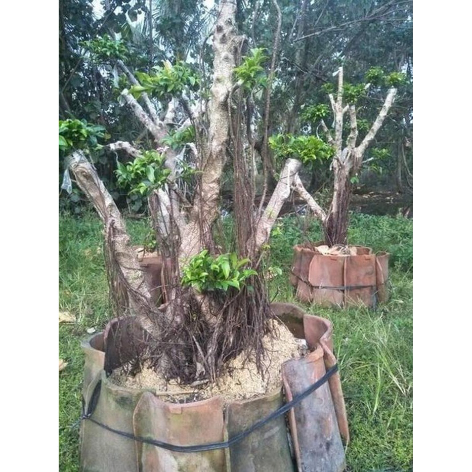 Jual Unik Bahan Bonsai Kimeng Xl Parts Murah Indonesia|Shopee Indonesia