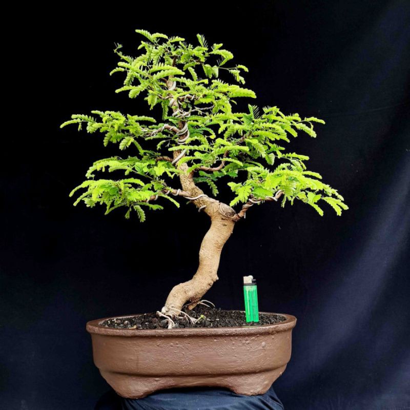 Jual Bibit Cangkok Bahan Bonsai Asam Manis Thailand Sweet Tamarind Asli  Termurah Kualitas Terbaik Indonesia|Shopee Indonesia