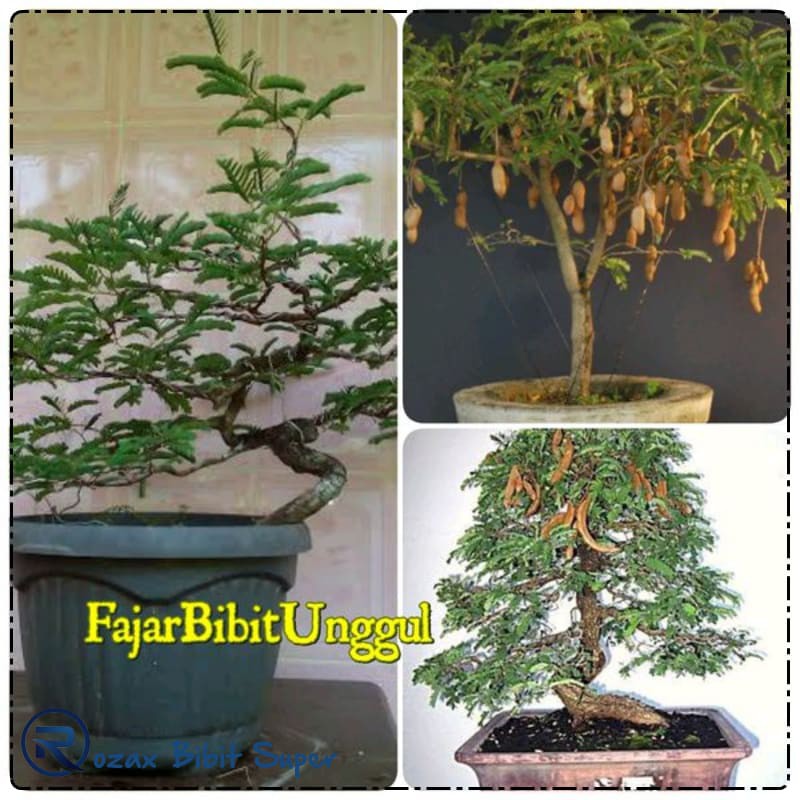 Jual Harga Grosir Bibit Asem-Asam Jawa-Bisa Dibuat Bonsai Indonesia|Shopee  Indonesia