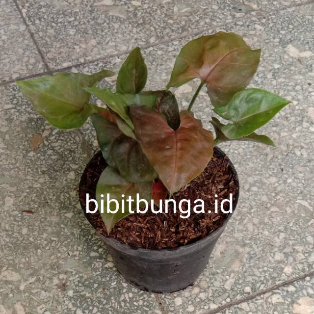 Jual Singonium Coklat / Keladi Cokelat Bibit Tanaman Hias Bunga | Shopee Indonesia