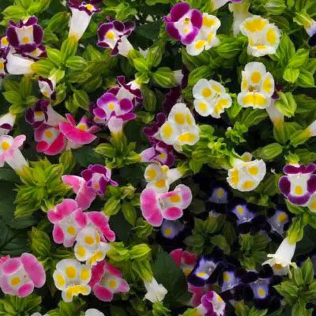 Tanaman hias bunga torenia (mata kucing) Shopee Indonesia