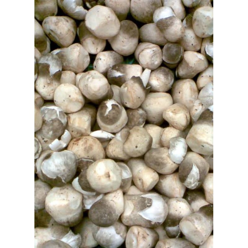 Jual Jamur Merang Segar 200 gram Shopee Indonesia