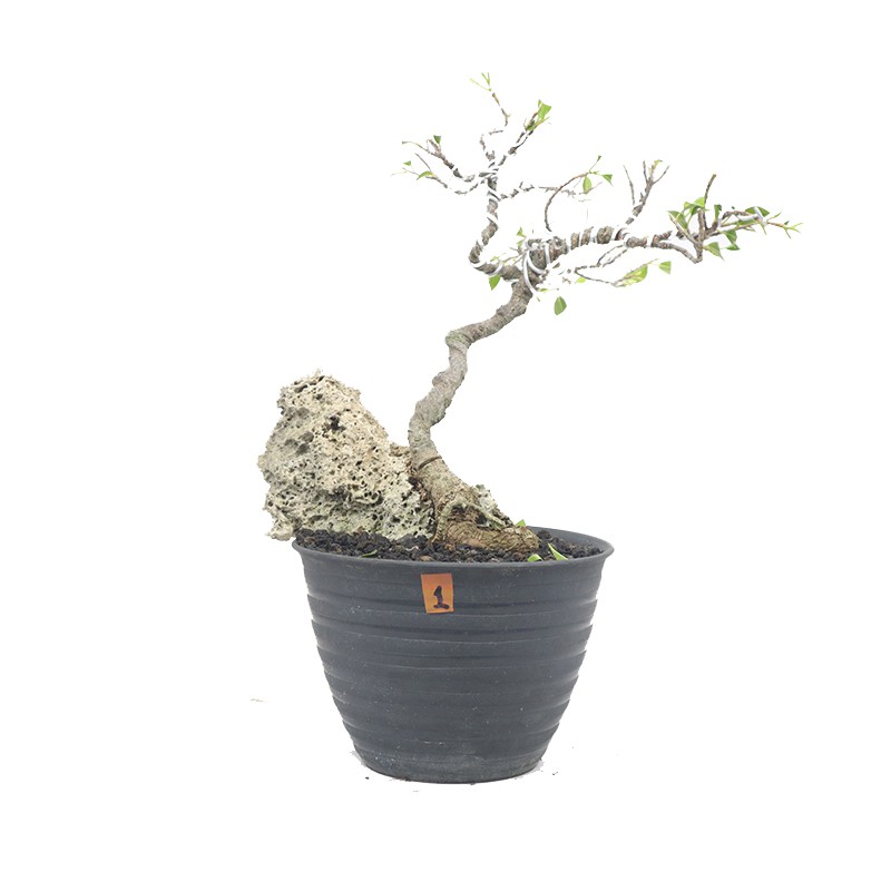 Jual Bonsai Mame Kimeng - 1 Indonesia|Shopee Indonesia