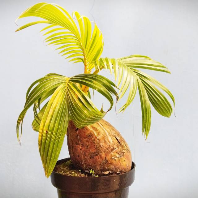 Jual Bonsai Kelapa Gaya Original Indonesia|Shopee Indonesia