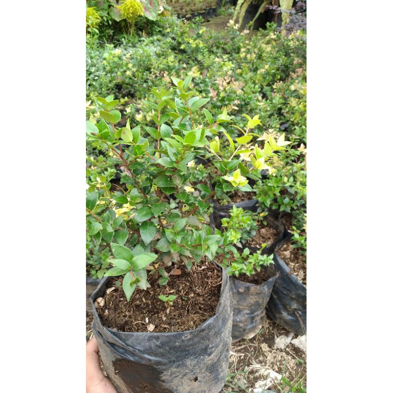 Jual Bahan Bonsai Nasi Nasi Indonesia|Shopee Indonesia