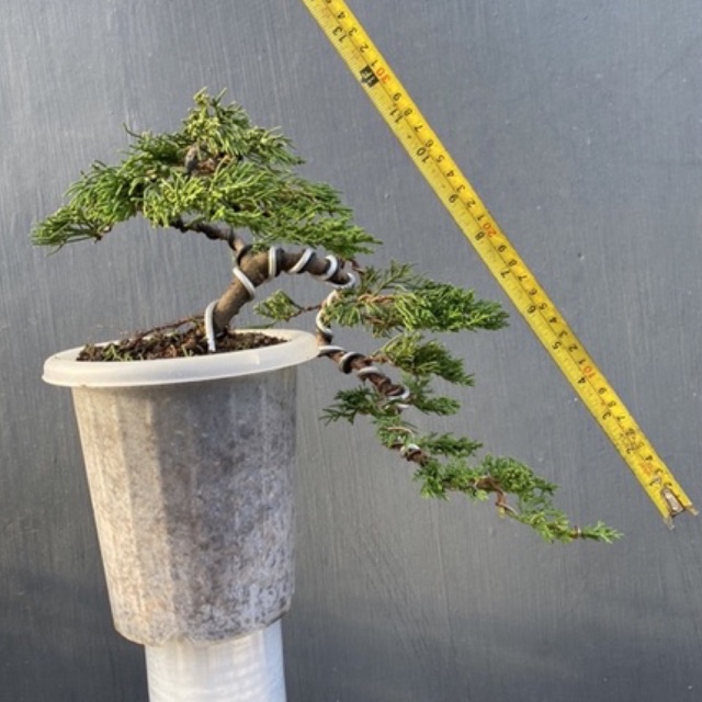 Jual Bonsai Cemara Chinensis Semi Cascade / Cascade, Prospek Termasuk Pot  Indonesia|Shopee Indonesia