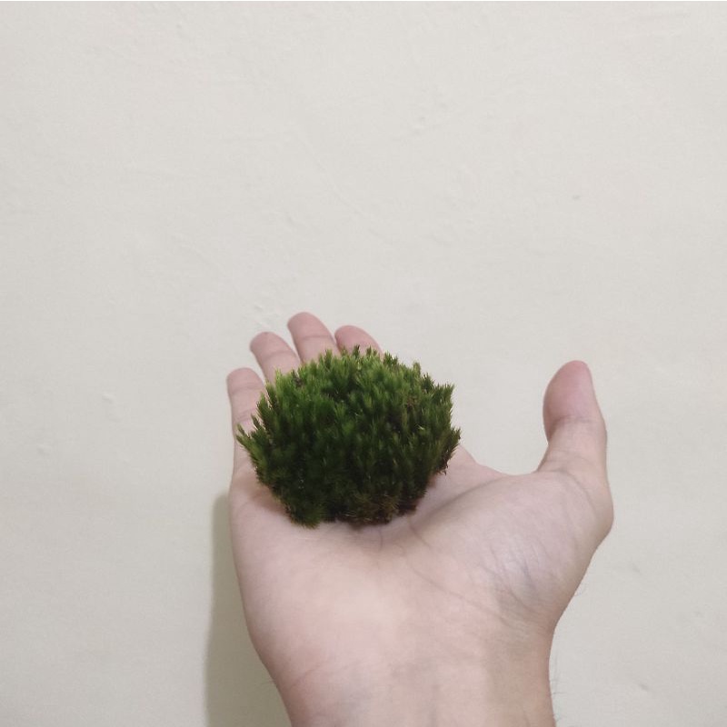 Jual [Extra] Forest Moss Lumut Hutan Hidup (1 Cup) Bahan Terrarium