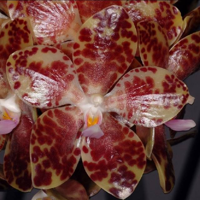 Anggrek Bulan Gigantea Tips dan Trik Pertanian