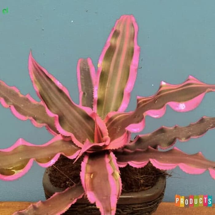 Terbaru 23+ Gambar Daun Nanas Kerang Richa Gambar