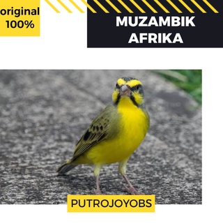 Jual Burung Mozambik Ori Afrika Jantan Rajin Indonesia|Shopee Indonesia 320_X_320_jpg