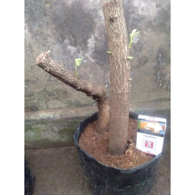 Jual Bahan Bonsai Asem Jawa Size L Dongkelan Indonesia|Shopee Indonesia
