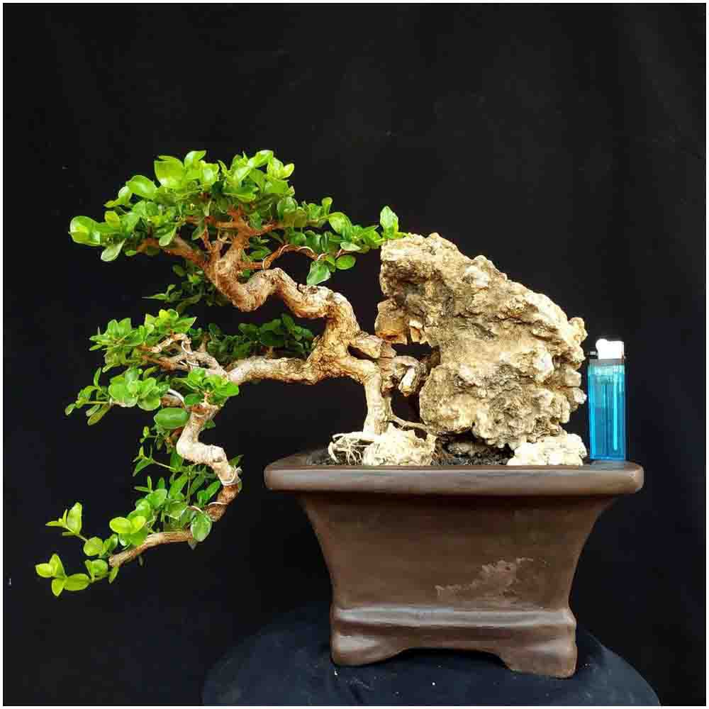 Jual Tanaman Hias Bakalan Bonsai Pohon Wahon Laut Semi Cascade Super  Indonesia|Shopee Indonesia