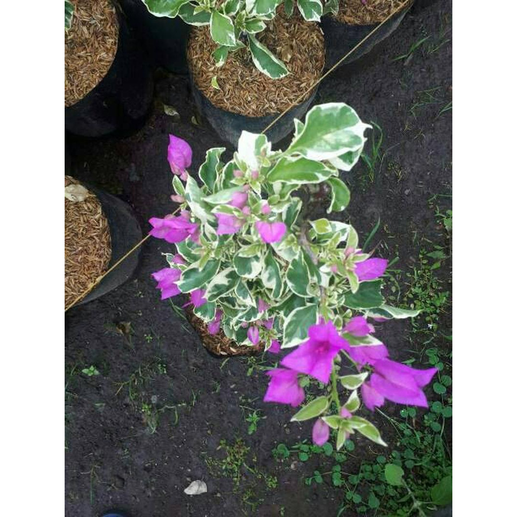 Bunga Hias Hidup Murah / Bunga Hias Hidup Murah Terbaik Dari Tanaman