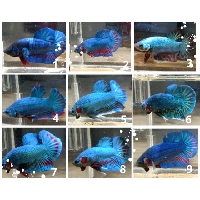 Perbedaan Cupang Avatar Dan Besgel Ikan Cupang