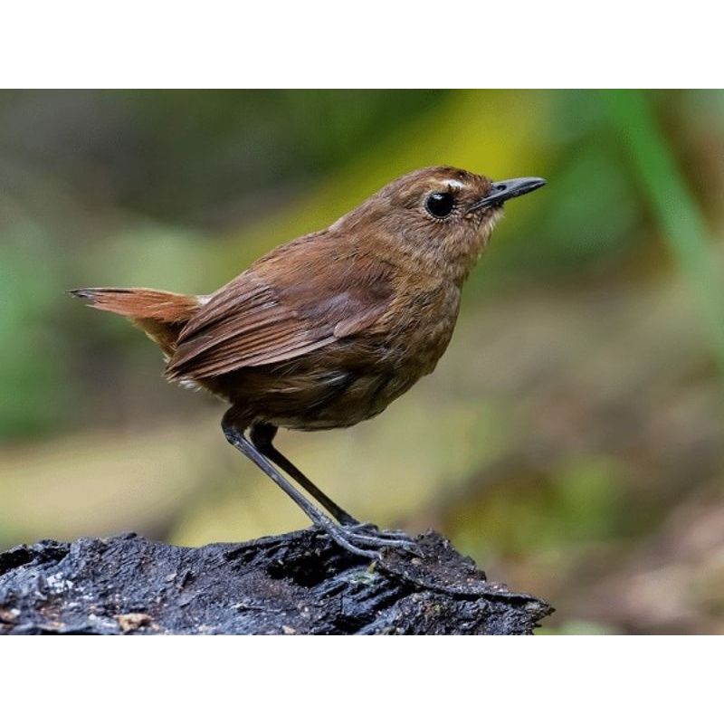 Jual Burung Cingcoang Atau Jongkangan Coklat | Shopee Indonesia