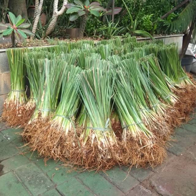 Tanaman Akar Wangi Garut AKARKUA