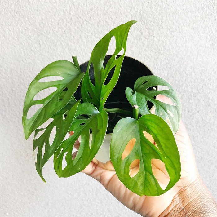 MURAH!!! tanaman hias janda bolong / monstera janda bolong / janda | Shopee  Indonesia