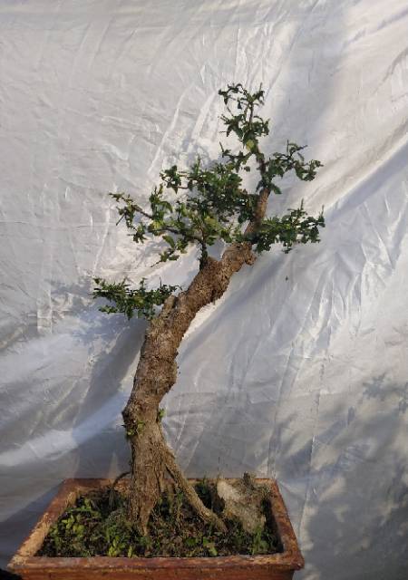 Jual Bonsai Teh Tehan Indonesia|Shopee Indonesia