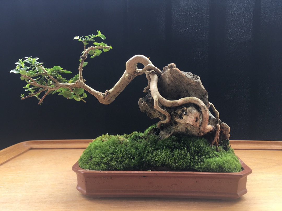 Jual Bonsai Penjing Sancang On The Rock Indonesia|Shopee Indonesia