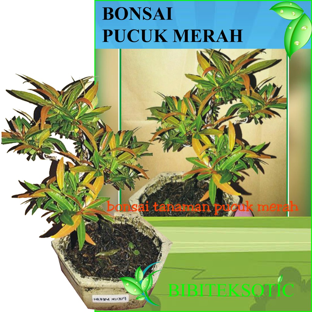 Jual Tanaman Bonsai Pohon Pucuk Merah Indonesia|Shopee Indonesia