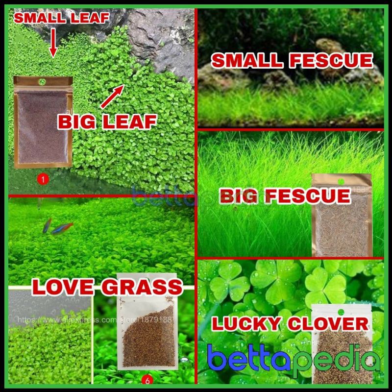Bibit Hair Grass Aquascape / Bibit Benih Tanaman Air Mini Hair Grass