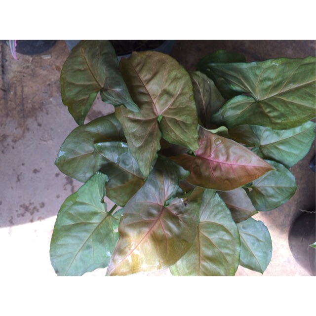 Jual Tanaman Hias Keladi Coklat | Shopee Indonesia