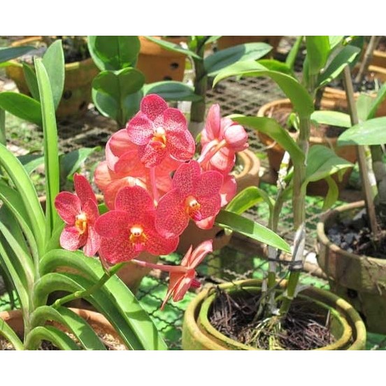 Gambar Jenis Anggrek Vanda GAMBAR BUNGA