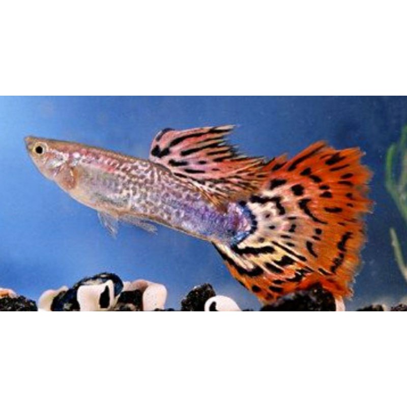 Jual Cendolan Guppy Hias Cobra ,Kipas,Mssbt Indonesia|Shopee Indonesia