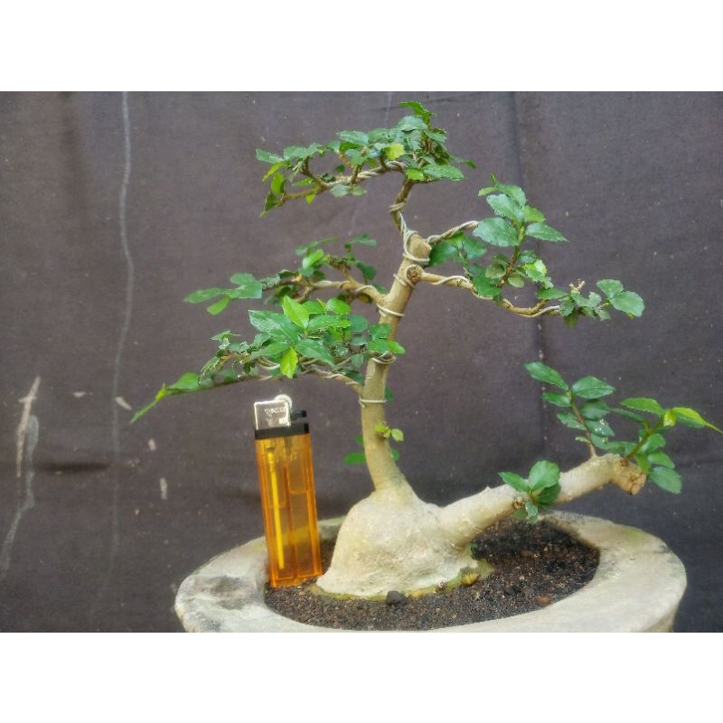 Jual Bahan Bonsai Serut Mame Antik Sesuai Gambar Mantap Indonesia|Shopee  Indonesia