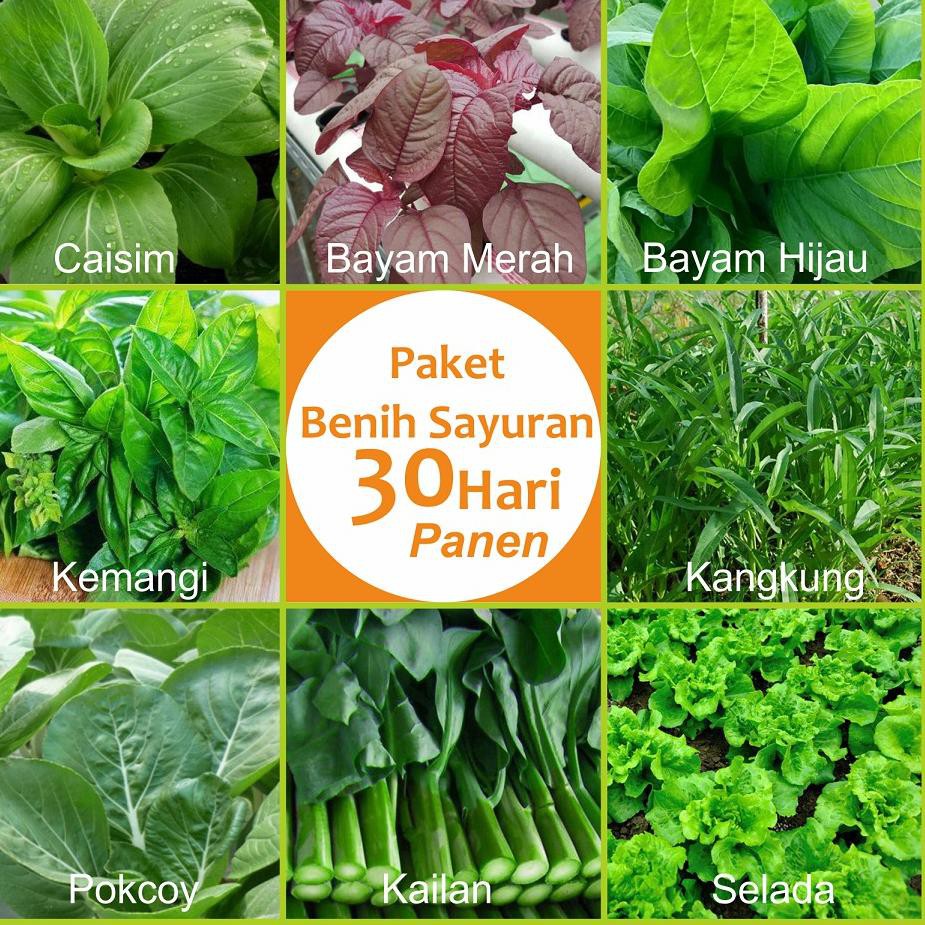 Benih Kangkung Dan Bayam BENIH TOKO