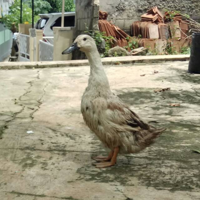 Bebek Hibrida Dewasa [Hidup] | Shopee Indonesia