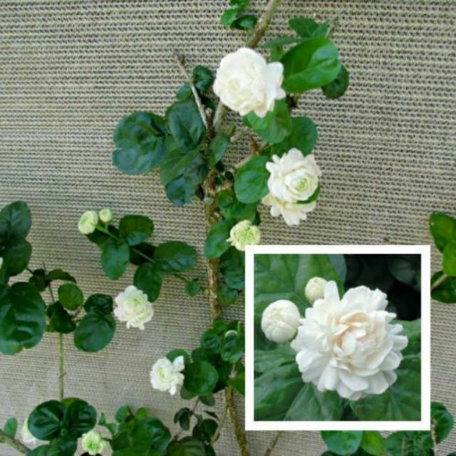 Bibit Tanaman Melati Telur Shopee Indonesia