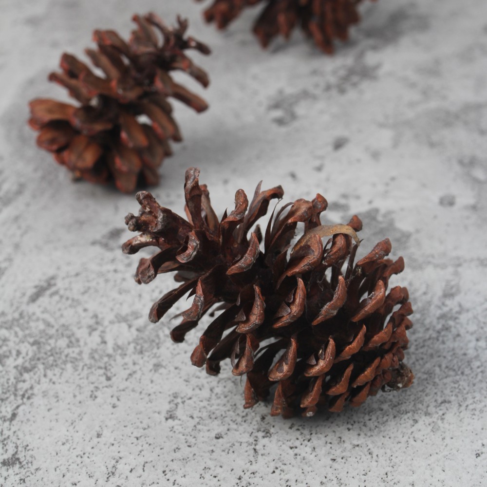 Pine Cone / Biji Pinus Kering / Buah Pinus / Properti Foto