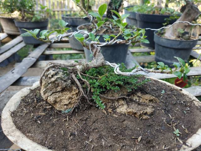 Jual Bakalan Bonsai Dolar On The Rock Indonesia|Shopee Indonesia