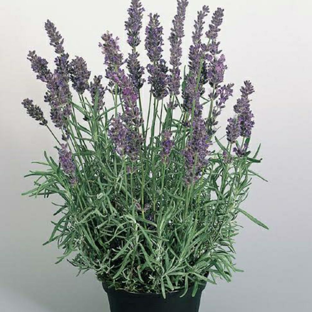 Tanaman Lavender Asli Sangat Wangi bunga lavender anti nyamuk Shopee