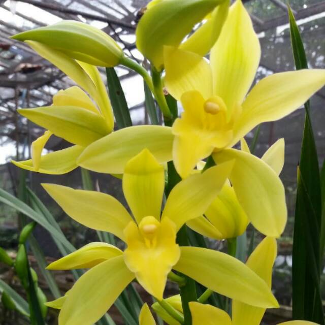 Fantastis 17+ Gambar Anggrek Cymbidium Gambar Bunga HD