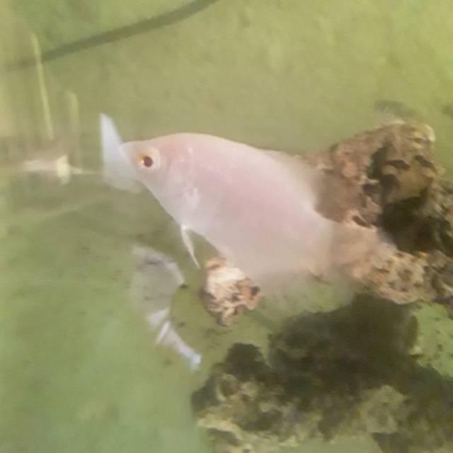 Gurame albino 9 cm | Shopee Indonesia