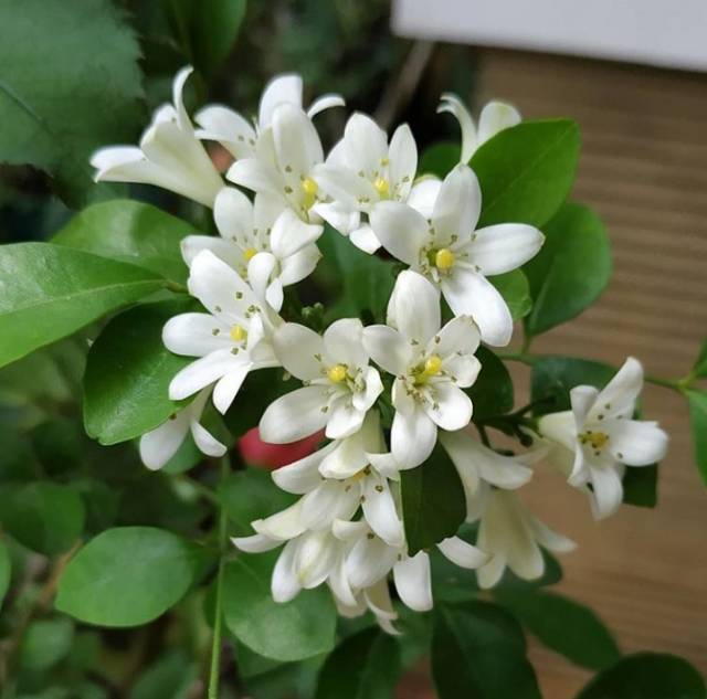 Tanaman Bunga Kemuning - Bunga Putih | Shopee Indonesia