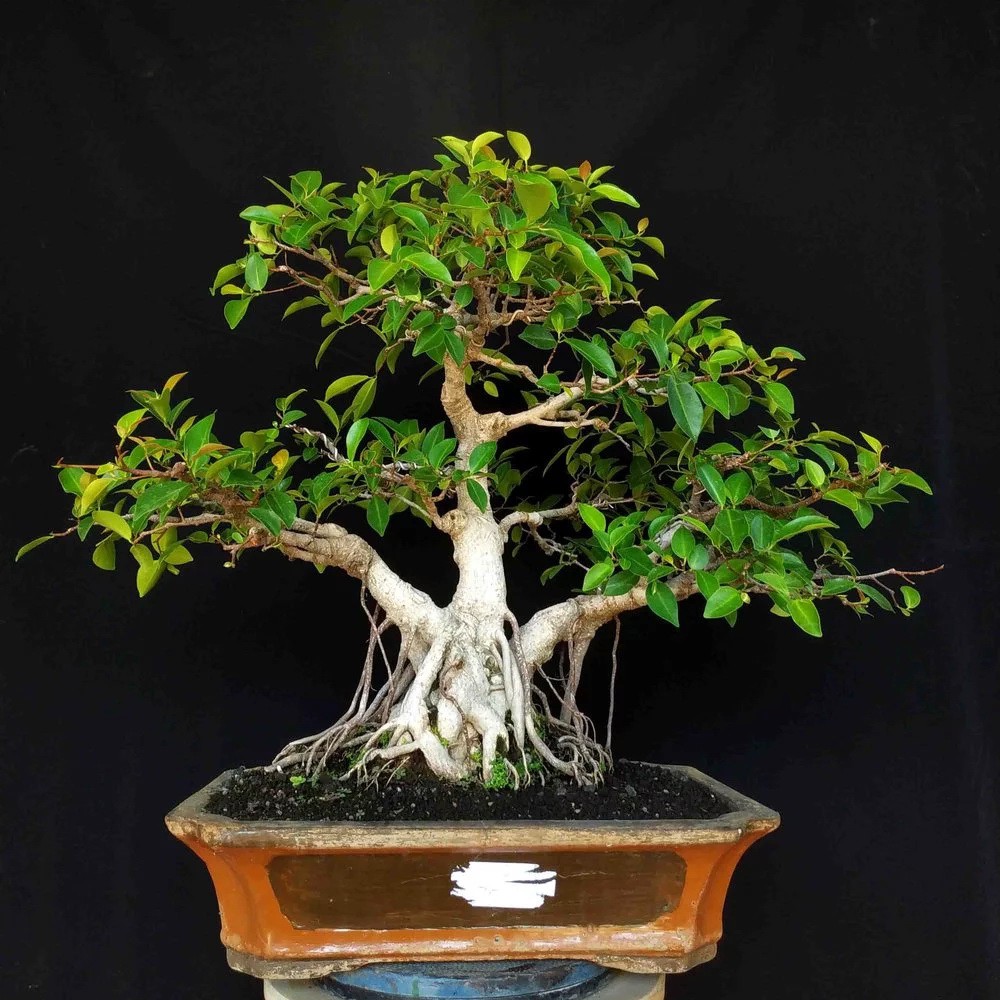 Jual Bonsai T500 Pohon Beringin Iprik Ficus Retusa Formal Tanaman Hias Unik  Indonesia|Shopee Indonesia