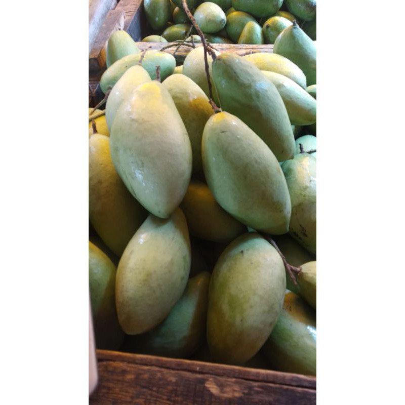Mangga lokmai changmay chiang mai MENTAH muda segar 1 kilogram Asem muda  thailand nam dok mai okyong | Shopee Indonesia