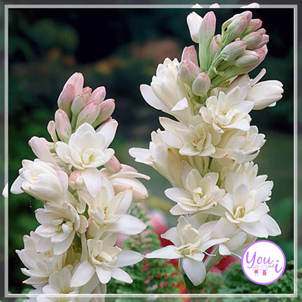 Umbi Benih Bunga Sedap Malam Shopee Indonesia