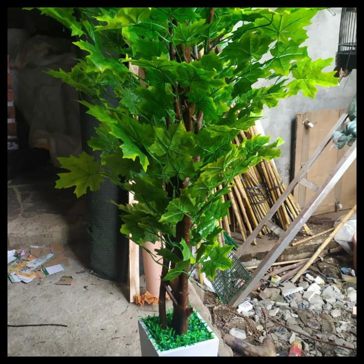 Harga Pohon Maple Terbaru Juli 2021 | BigGo Indonesia